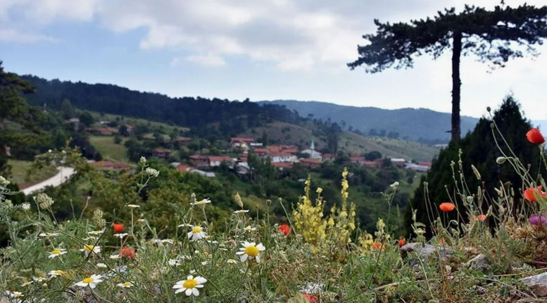 BİLECİK BOZÜYÜK CAMİLİYAYLA KÖYÜ ’NDE 4.300 M² TARLA SATILIKTIR