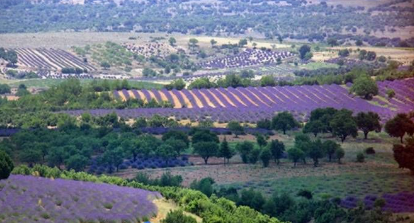 ISPARTA KEÇİBORLU ÇUKURÖREN KÖYÜNDE 1.293M² TARLAMIZ SATILIKTIR.