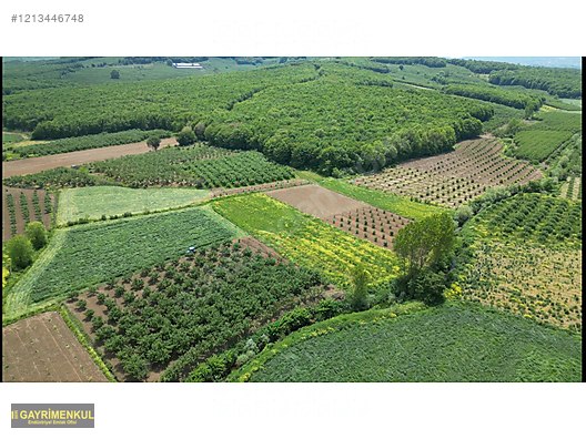 YATIRIM FIRSATI 3.962 M² TARLA FERİZLİ SARIAHMETLER MAH. - SAKARYA FERİZLİ fotoğraf 15