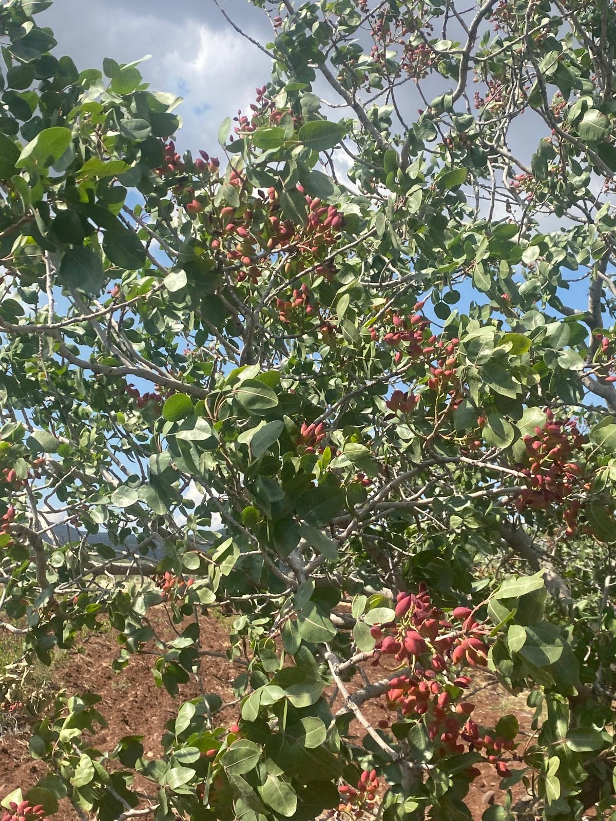 SATILIK BAĞ ZEYTİN BADEM FISTIK İNCİR - KİLİS MERKEZ fotoğraf 2
