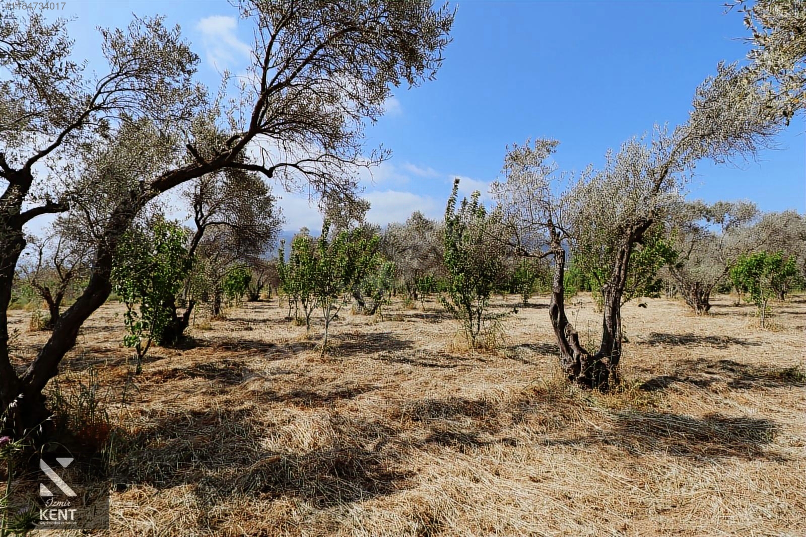 Kemalpaşa Sekiz Eylül Satılık 4.746 m2 Bahçe - İZMİR KEMALPAŞA fotoğraf 33