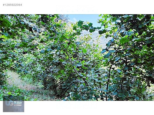 4,5 DÖNÜM FINDIK TARLASI - BARTIN MERKEZ fotoğraf 8