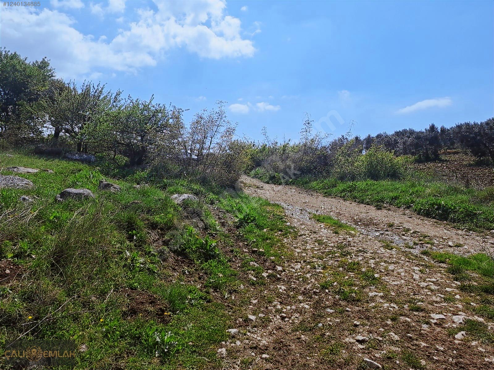 Bursa Karacabey Çavuş Köyünde Satılık Kelepir Tarla (Zeytinlik) - BURSA KARACABEY fotoğraf 4