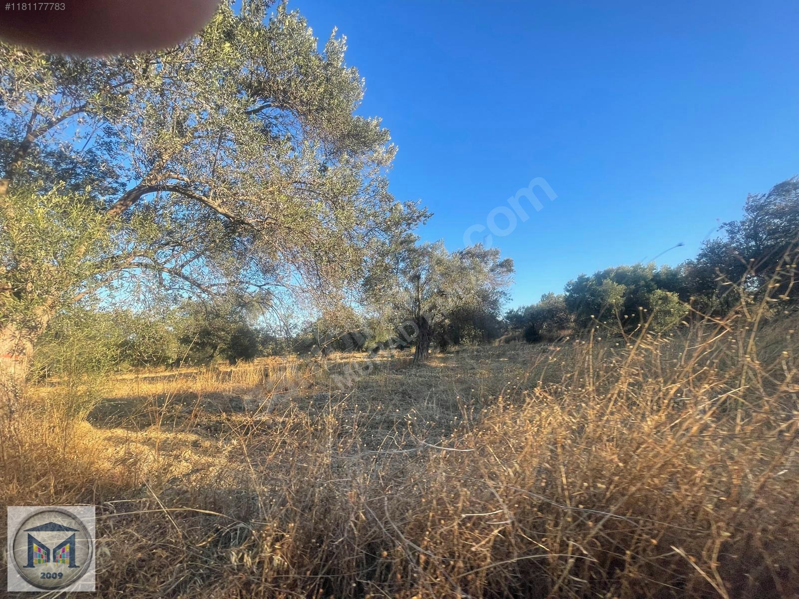 PELİTKÖY SAHİLDE İMARA 650 METRE SATILIK 6.500M2 ZEYTİNLİK - BALIKESİR BURHANİYE fotoğraf 22