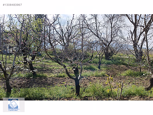 Kemalpaşa M.Akif Ersoy Mah. Satılık 4202m2 Bahçe - İZMİR KEMALPAŞA fotoğraf 15