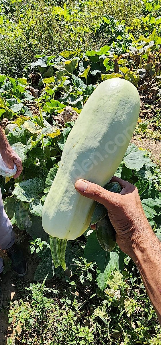 Sahibinden Satılık Tarla %5 İmar - SUYU, YOLU ELEKTRİĞİ MEVCUT - BURSA ORHANELİ fotoğraf 6