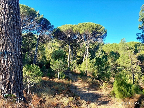 BERGAMA KOZAK YAYLASI YUKARIBEY MAH DE 5625 m2 FISTIKLIK - İZMİR BERGAMA fotoğraf 8
