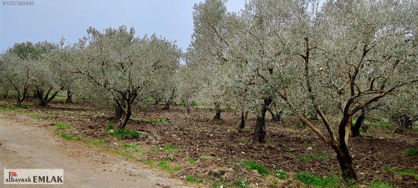 AKHİSAR SAKARKAYA DA SATILIK 18.000 M2 ZEYTİNLİK 6.330.000 TL - MANİSA AKHİSAR fotoğraf 8