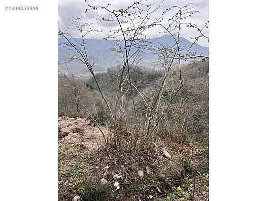 ESPİYE KAŞDİBİ KÖYÜ 4,5 DÖNÜM MANDIRA YERİ EŞILMIŞ - GİRESUN ESPİYE fotoğraf 7