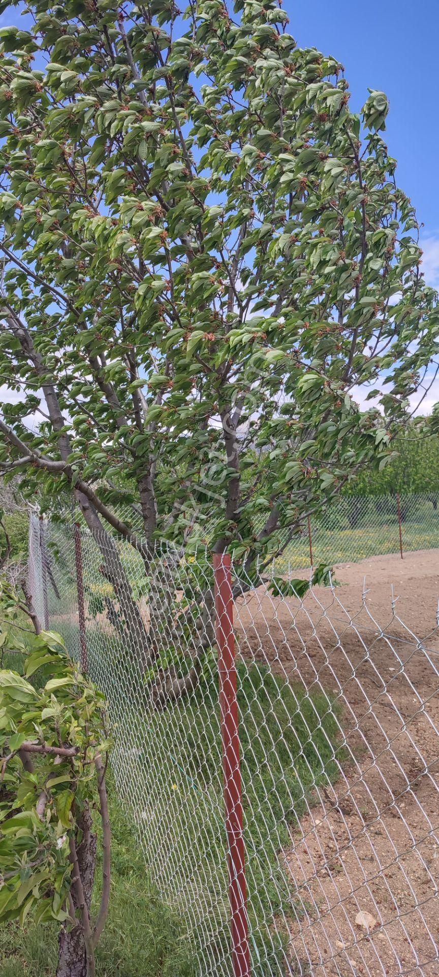 Isparta Atabey Harmanören' De Satılık Konteyner Evli Hobi Bahçe - ISPARTA ATABEY fotoğraf 7