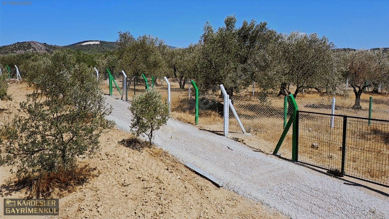 KARDEŞLERDEN KIZLARALANINDA SATILIK ZEYTİNLİK FIRSAT KAÇMAZ! - MANİSA AKHİSAR fotoğraf 12