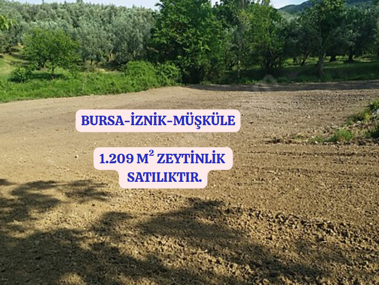 BURSA İZNİK MÜŞKÜLE  KÖYÜNDE 1.209 M² ZEYTİNLİK SATILIKTIR - BURSA İZNİK fotoğraf 2