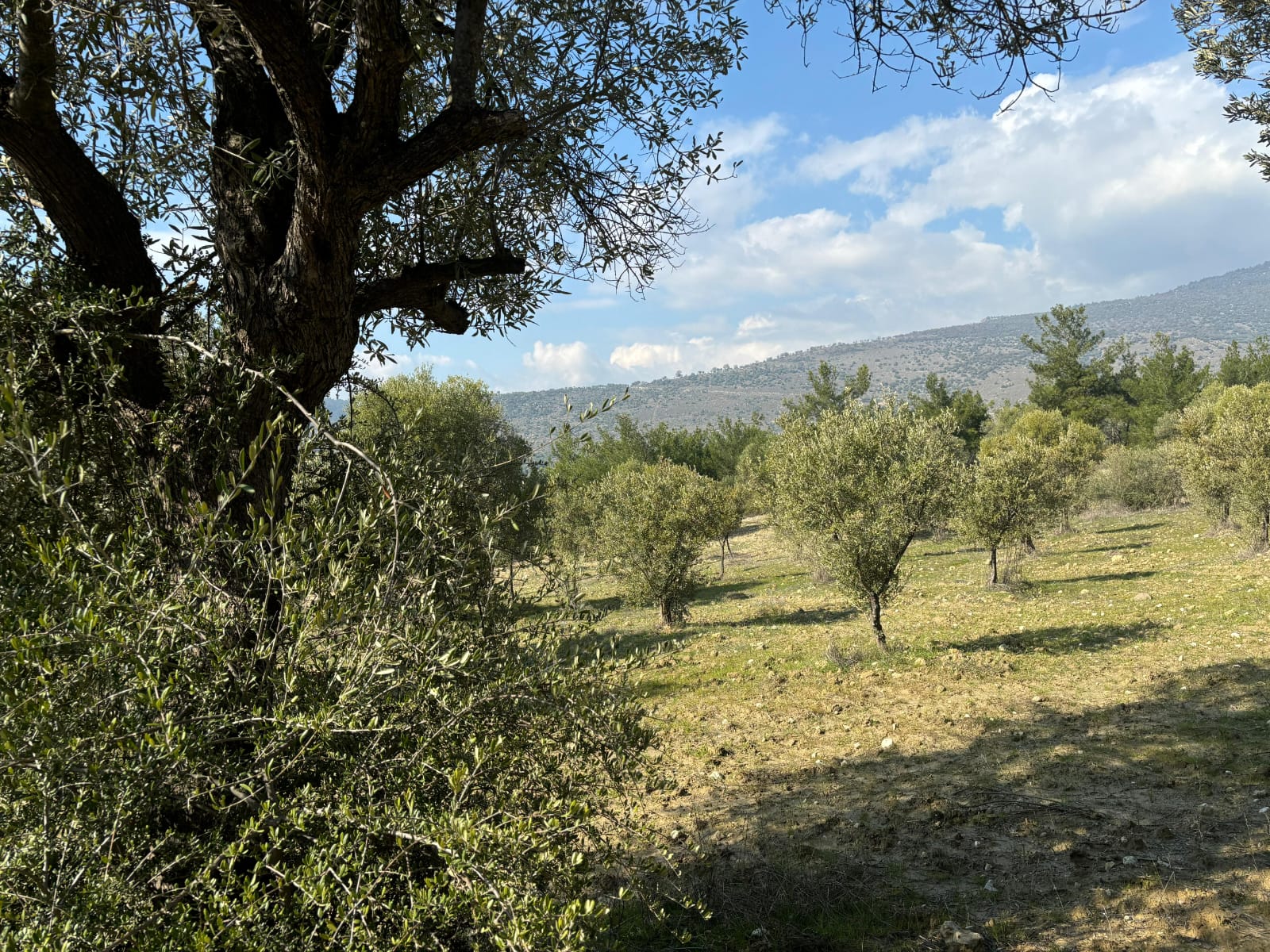Manisa Şehzadeler Kale Mah. Satılık Zeytinli Tarla - MANİSA ŞEHZADELER fotoğraf 5