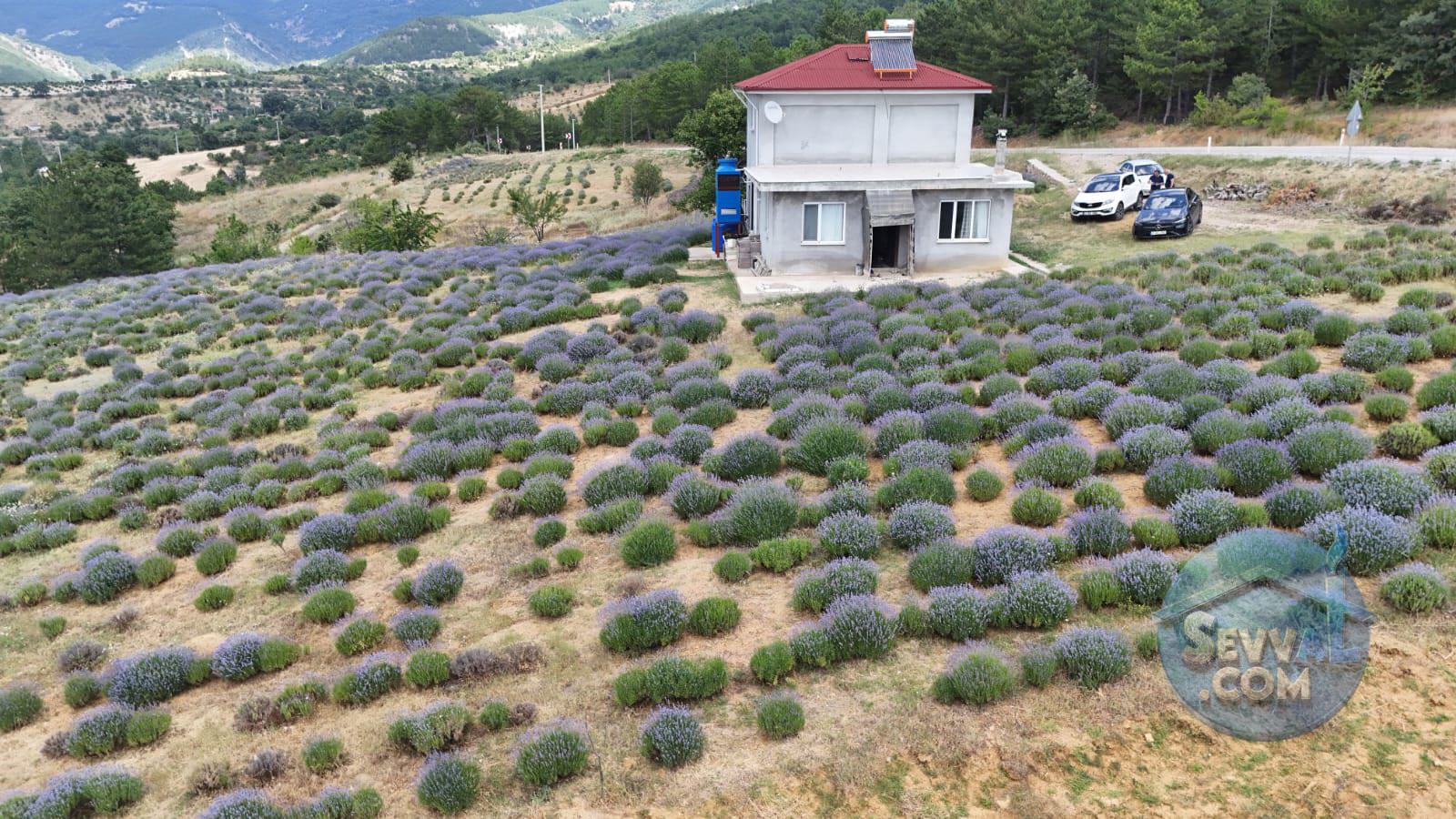 Kütahya'da 14.035m² İçerisinde Lavanta Bahçesi-Yağ Sıkma Fab.-Evi Satılıktır - KÜTAHYA ŞAPHANE fotoğraf 2