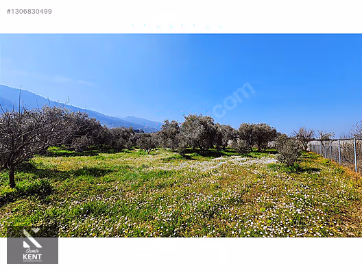 Kemalpaşa Ören Satılık Zeytinlik 1.230 m2 - İZMİR KEMALPAŞA fotoğraf 29