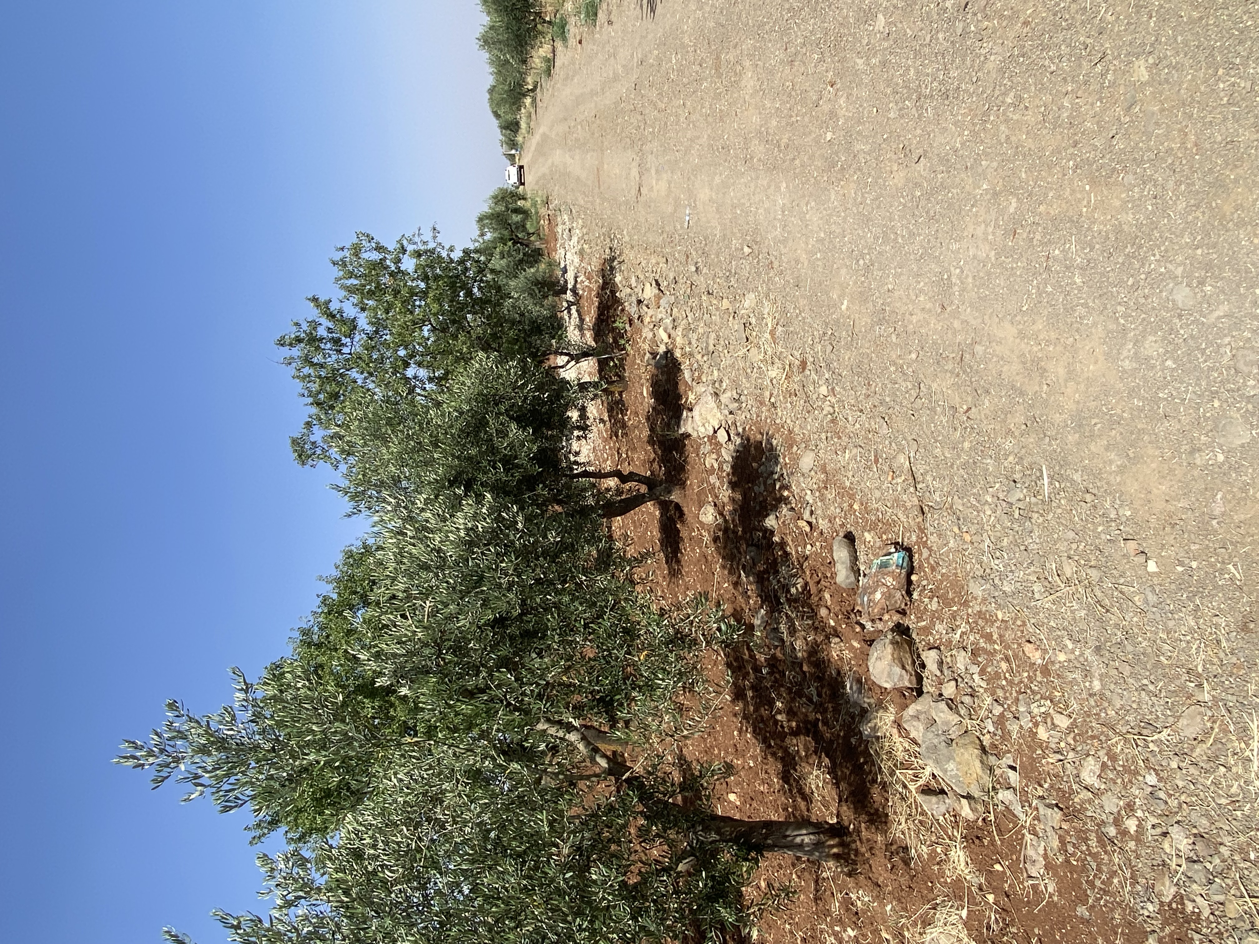 SATILIK 150 AĞAÇ ZEYTİNLİK  - KİLİS MERKEZ fotoğraf 28