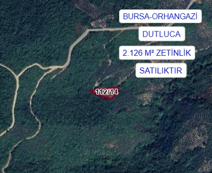 BURSA ORHANGAZİ DUTLUCA MAH. 2.126 M²  ZEYTİNLİK  SATILIK - BURSA ORHANGAZİ fotoğraf 6