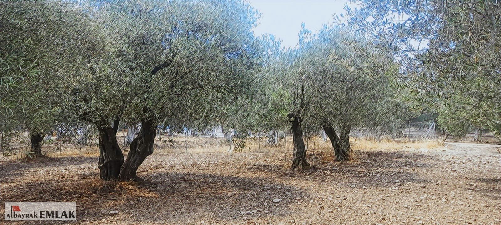 MANİSA SARUHANLI DA SATILIK 3.800 M2 BAKIMLI ZEYTİNLİK 1.280.000 - MANİSA SARUHANLI fotoğraf 7