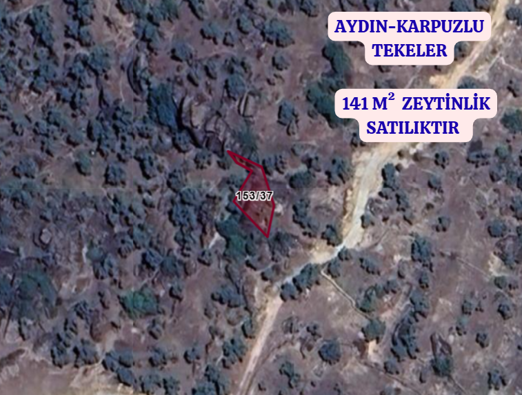 AYDIN KARPUZLU TEKELER  KÖYÜNDE 141  M²  ZEYTİNLİK  SATILIKTIR - AYDIN KARPUZLU fotoğraf 2