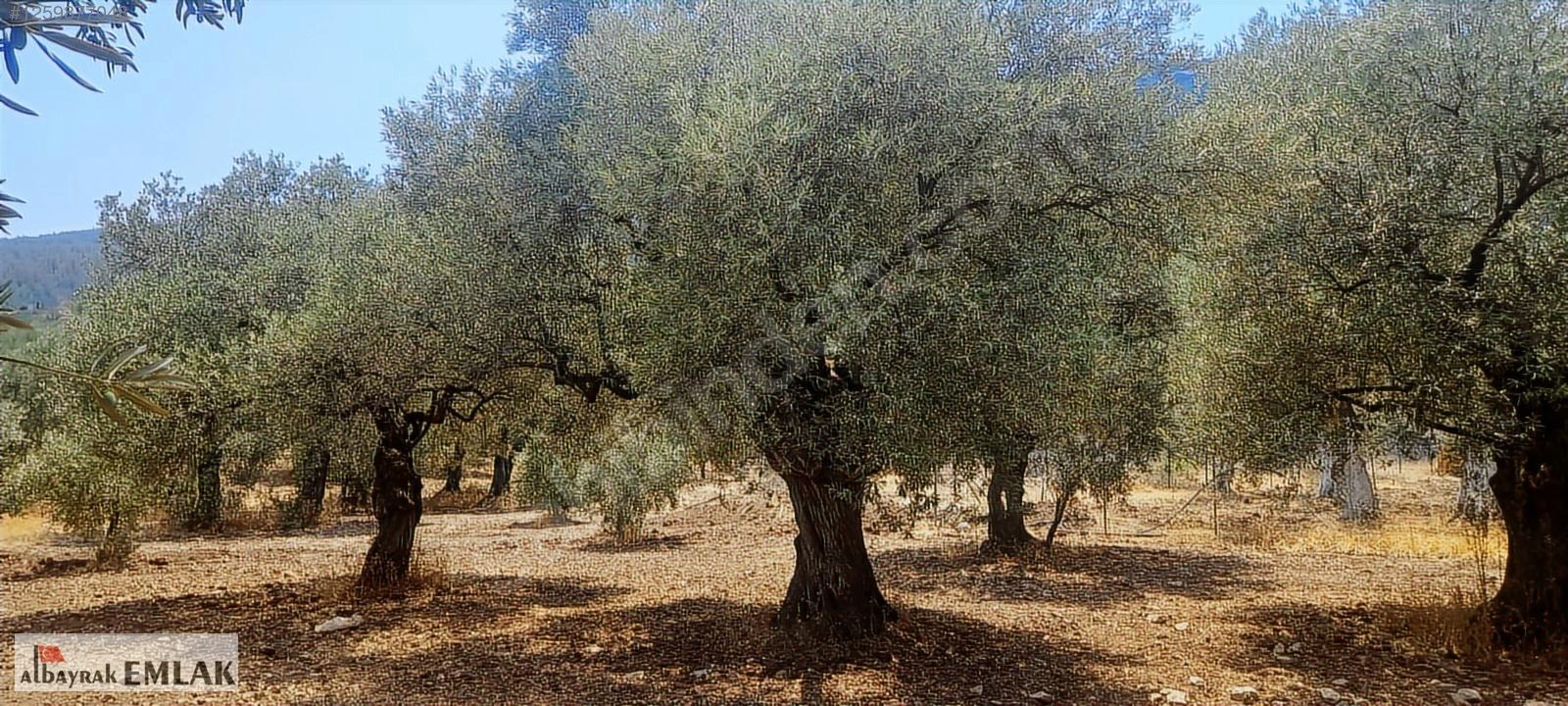 MANİSA SARUHANLI DA SATILIK 3.800 M2 BAKIMLI ZEYTİNLİK 1.280.000 - MANİSA SARUHANLI fotoğraf 5