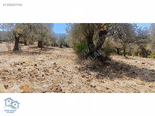 Ayvalık, Gazikemalpaşa' da 3.456 m2 Satılık Zeytinlik - BALIKESİR AYVALIK fotoğraf 7