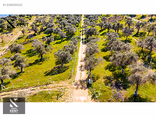 Kemalpaşa Vişneli Satılık 370 m2 Bahçe Elektrik Su Yol - İZMİR KEMALPAŞA fotoğraf 7
