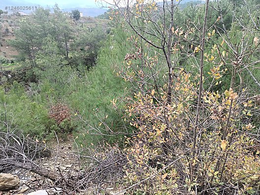 Antalya  Alanya  Fakırcalı Mahallesinde 388 m² SATILIK TARLA - ANTALYA ALANYA fotoğraf 4