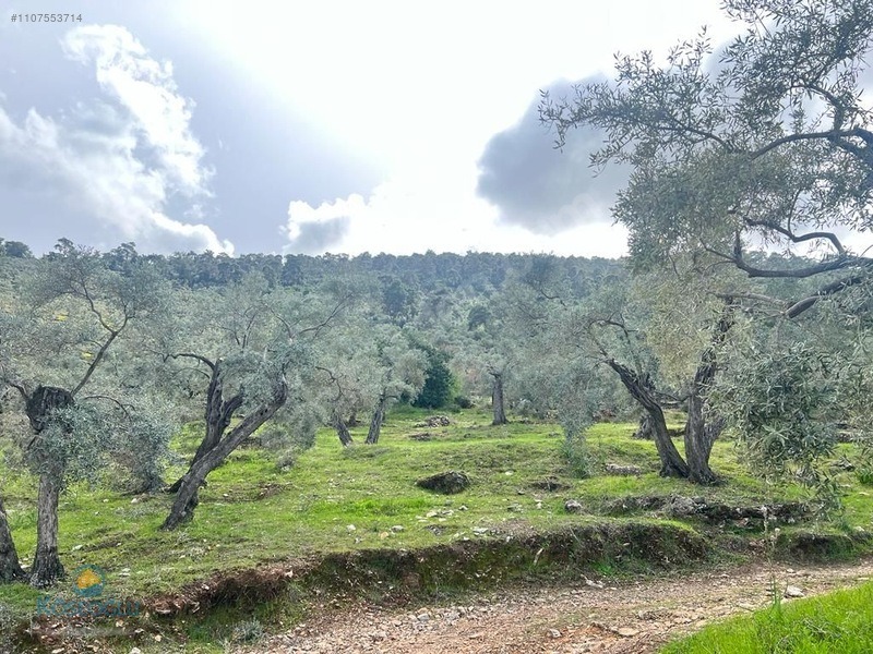 MUGLA MİLAS KARAHAYIT KOYUNDE ASFALTA SİFİR ZEYTİNLİK BAKİMLİ - MUĞLA MİLAS fotoğraf 12