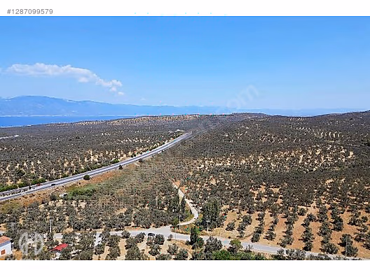 HAS EMLAK tan EGE nin İNCİSİ PELİTKÖY DE ZEYTİNLİK - BALIKESİR BURHANİYE fotoğraf 16