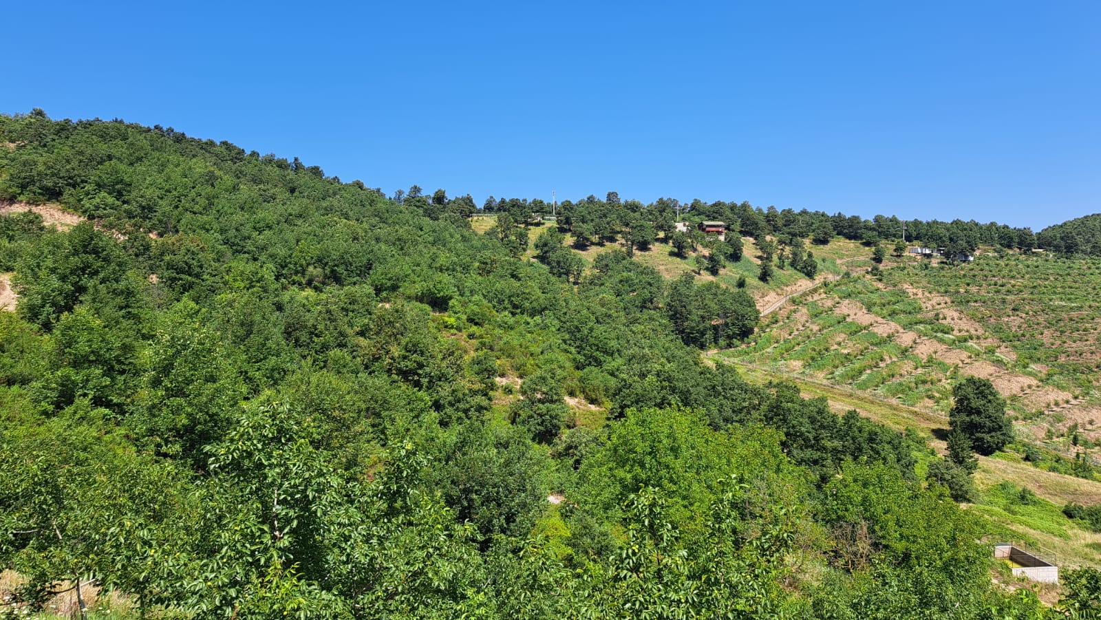 8400 M2 12 YAŞINDA CEVİZ BAHÇESİ - YALOVA ALTINOVA fotoğraf 4