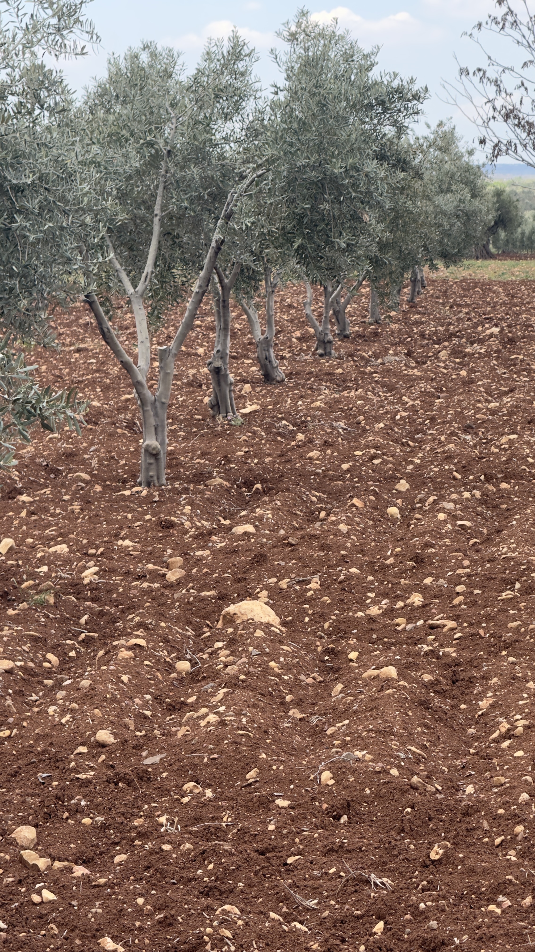 ÖZGÜRoğluEMLAK,tan SATILIK ZEYTİNLİK  - KİLİS MERKEZ fotoğraf 22