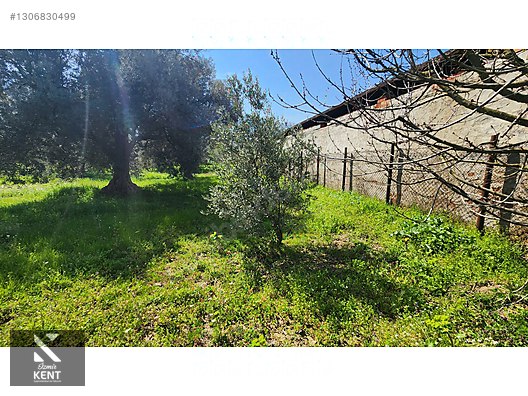Kemalpaşa Ören Satılık Zeytinlik 1.230 m2 - İZMİR KEMALPAŞA fotoğraf 11