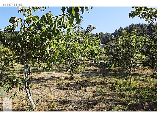 ÇANAKKALE BAYRAMİÇ BEŞİK KÖYÜ 6.900 m2 MEYVA BAHÇESİ 96 m2 EV - ÇANAKKALE BAYRAMİÇ fotoğraf 16