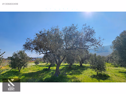 Kemalpaşa Ören Satılık Zeytinlik 1.230 m2 - İZMİR KEMALPAŞA fotoğraf 2