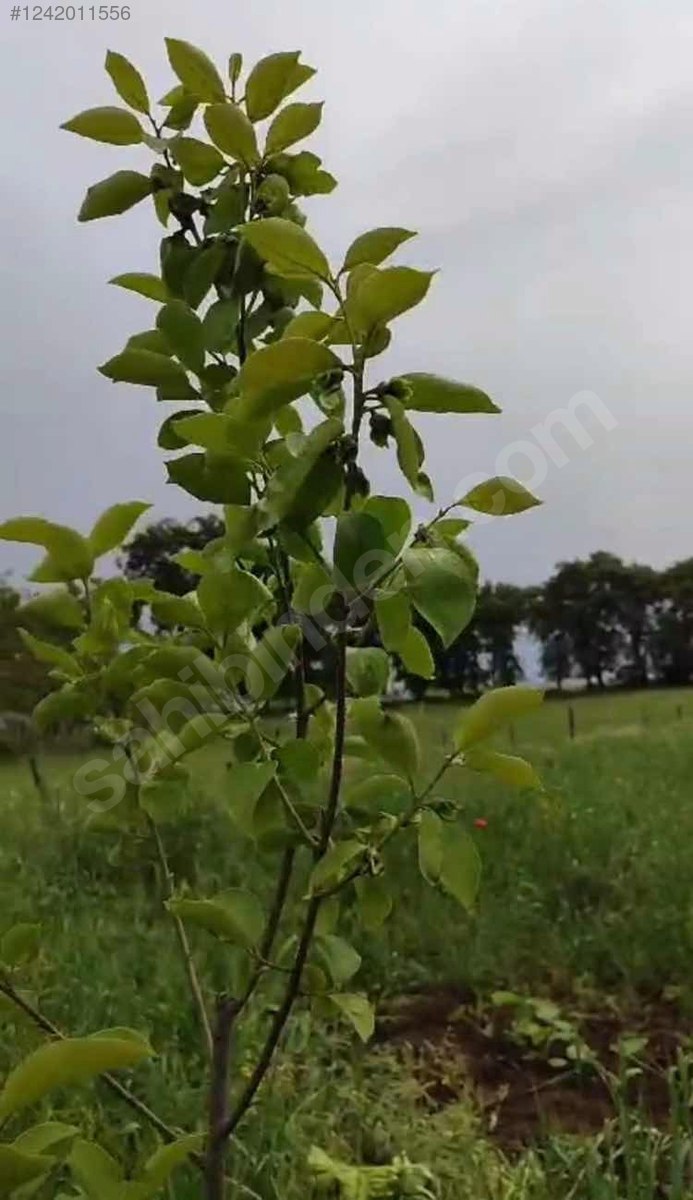 SAMSUN ATAKUM BÜYÜKOYUMCA MAH. 746 M² ARSAMIZ SATILIKTIR. - SAMSUN ATAKUM fotoğraf 7