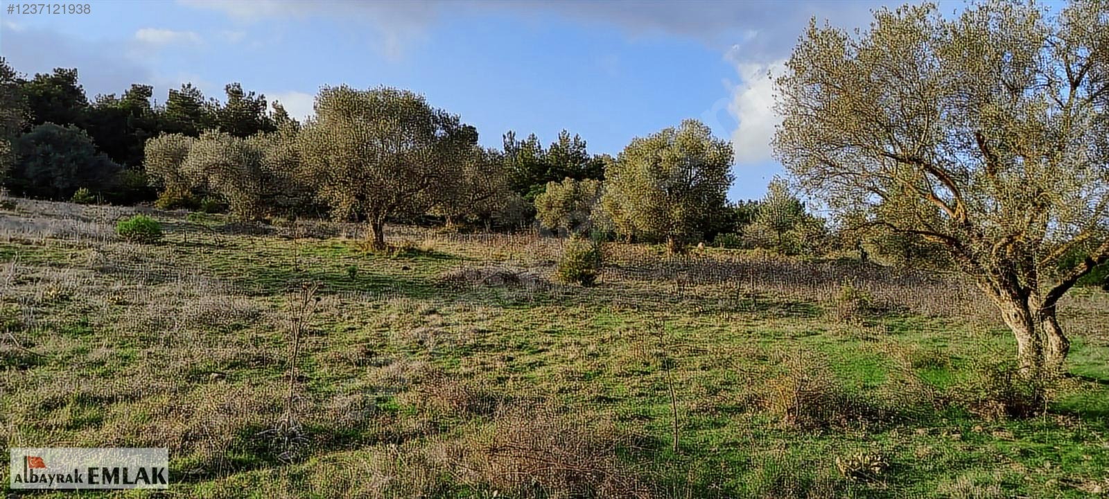 MANİSA SARIALAN DA SATILIK 15.DÖNÜM KUPON ZEYTİNLİK 3.300.000 TL - MANİSA ŞEHZADELER fotoğraf 16
