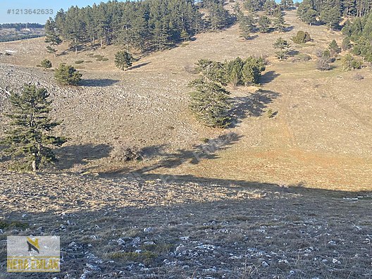 BİLECİK BOZÜYÜK'DE TOPRAĞIM OLSUN DİYENE TEK TAPU KELEPİR TARLA - BİLECİK BOZÜYÜK fotoğraf 13