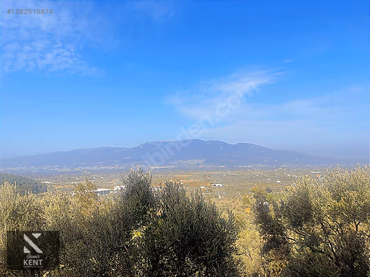 Kemalpaşa Aşağıkızılca Satılık 1758 M2 Tek Tapu Zeytinlik - İZMİR KEMALPAŞA fotoğraf 55