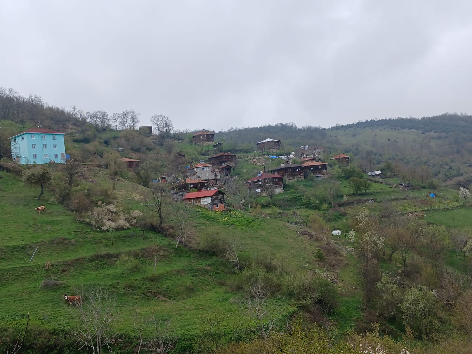 SİNOP DİKMEN ÇUKURCAALAN KÖYÜNDE 2.915M² TARLA SATILIK - SİNOP DİKMEN fotoğraf 28