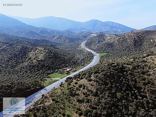 YOLA SIFIR SATILIK VERİMLİ ZEYTİNLİK - MUĞLA MİLAS fotoğraf 4