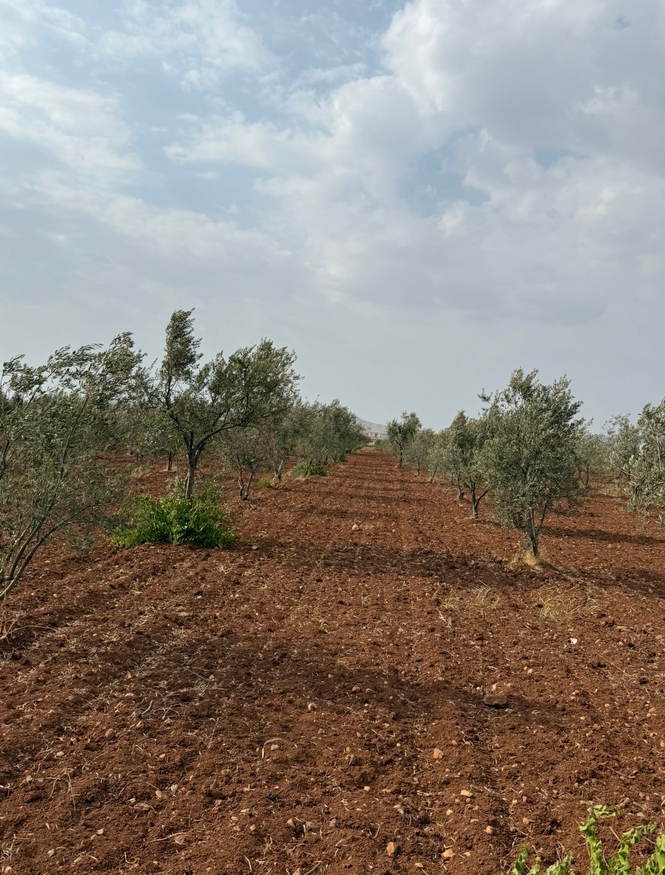 SATILIK 120 AĞAÇ ZEYTİNLİK - KİLİS MERKEZ fotoğraf 2