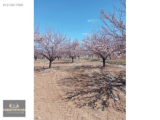 YUSUF KARADAĞLI'DAN KULUNCAK TOHMA KENAR 31 DÖNÜM SATILIK BAHÇE - MALATYA KULUNCAK fotoğraf 12