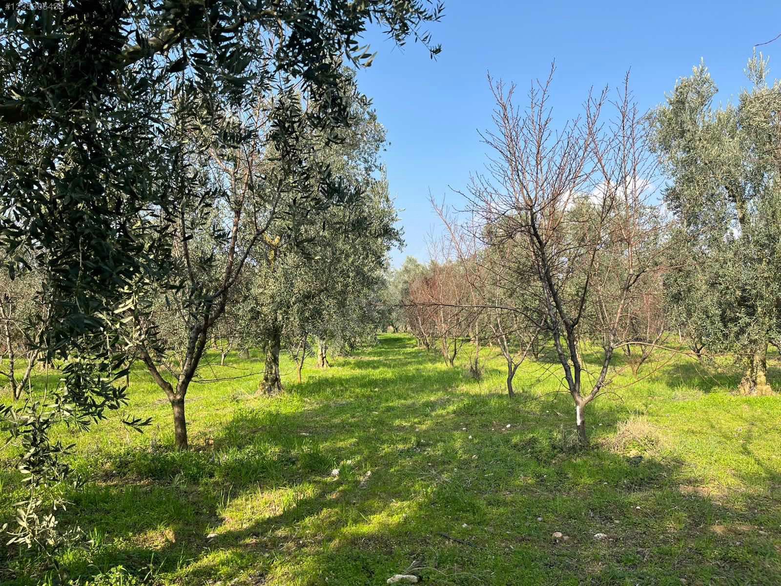 BURSA İZNİK ÖMERLİ MAHALLESİ'NDE  9.656 M² TARLAMIZ SATILIKTIR - BURSA İZNİK fotoğraf 15