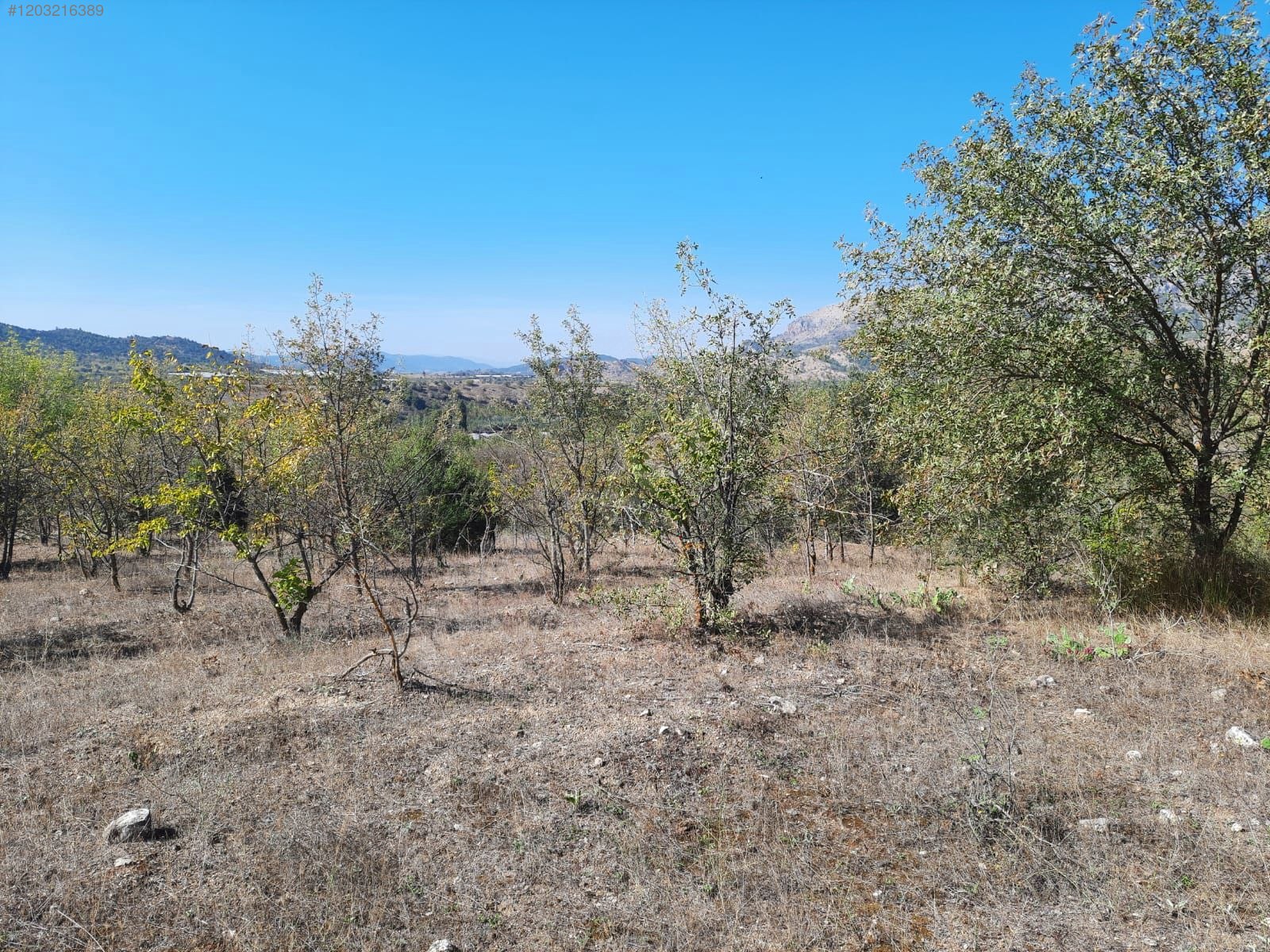 BİLECİK İNHİSAR AKKUM  KÖYÜNDE 1.900 M² TARLA  SATILIKTIR - BİLECİK İNHİSAR fotoğraf 7