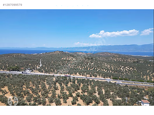 HAS EMLAK tan EGE nin İNCİSİ PELİTKÖY DE ZEYTİNLİK - BALIKESİR BURHANİYE fotoğraf 8