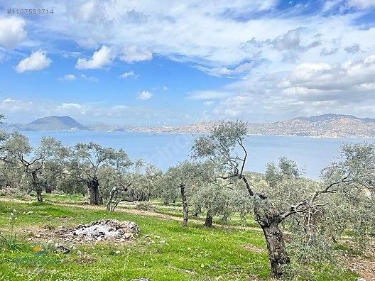 MUGLA MİLAS KARAHAYIT KOYUNDE ASFALTA SİFİR ZEYTİNLİK BAKİMLİ - MUĞLA MİLAS fotoğraf 11