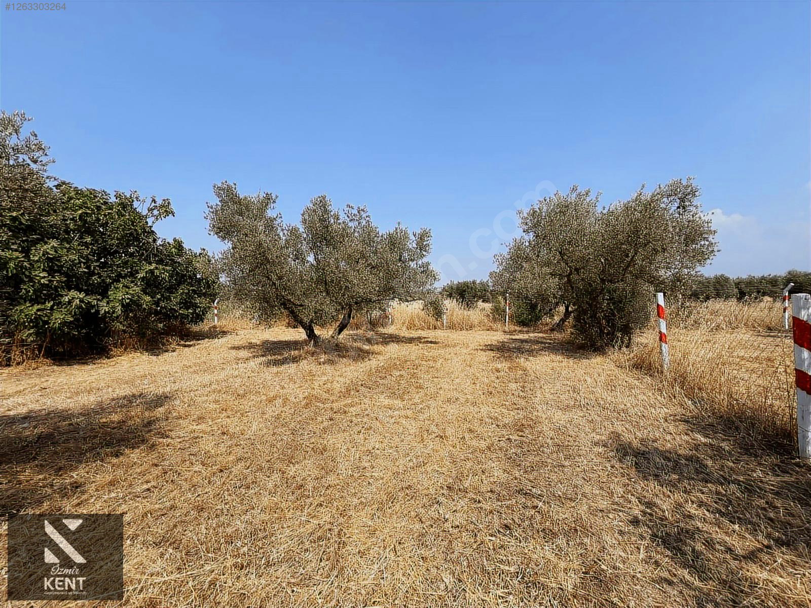 Kemalpaşa Bağyurdu Satılık 5650 m2 Bahçe - İZMİR KEMALPAŞA fotoğraf 16