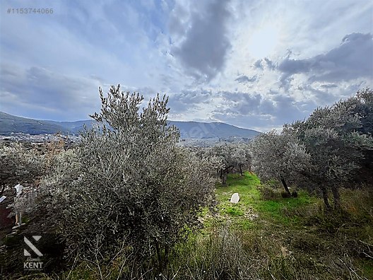 Kemalpaşa Gökyaka Satılık 2700 m2 Bahçe - İZMİR KEMALPAŞA fotoğraf 2