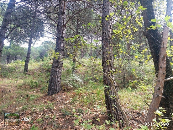 BERGAMA KOZAK YAYLASI YUKARIBEY MAH DE BERGAMA AYVALIK ANA YOL KENARI 2410 m2 FI - İZMİR BERGAMA fotoğraf 2