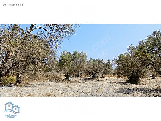 Ayvalık, Fethiye'de 5.451 m2 Satılık Zeytinlik - BALIKESİR AYVALIK fotoğraf 4